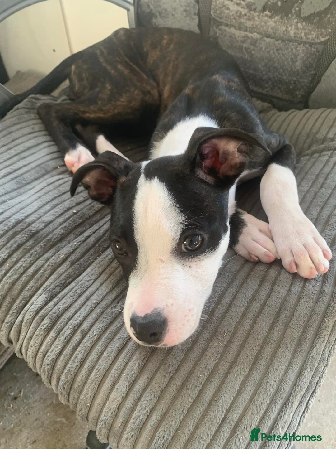 Mixed Breed dogs for sale: American Bully johnsons american bulldog - Image 3