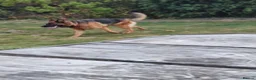 Mixed Breed dogs for sale: German Shepherd - Collie puppies - Advert 10