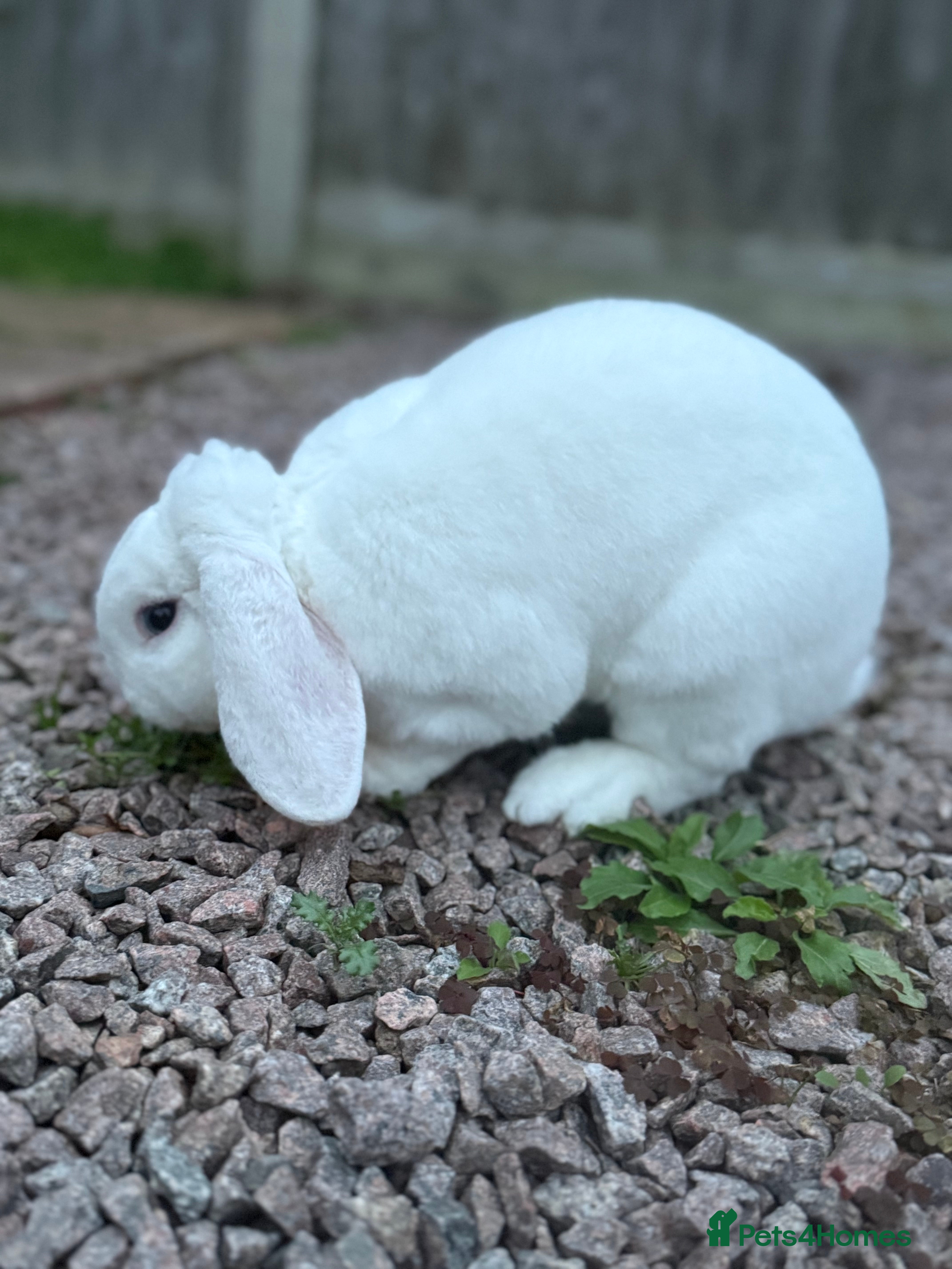 Mini Lop rabbits Rehoming our pet rabbit - Advert 5