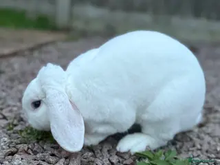 Mini Lop rabbits Rehoming our pet rabbit - Advert 5