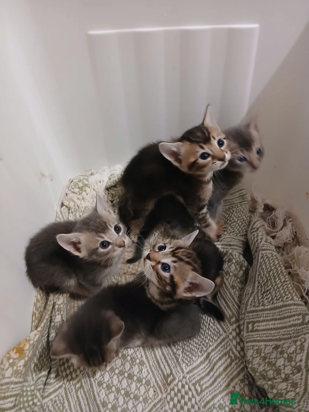 Bengal cats for sale: 3/4 Bengal Kittens | BLUE | DOB 25 Dec - Advert 1