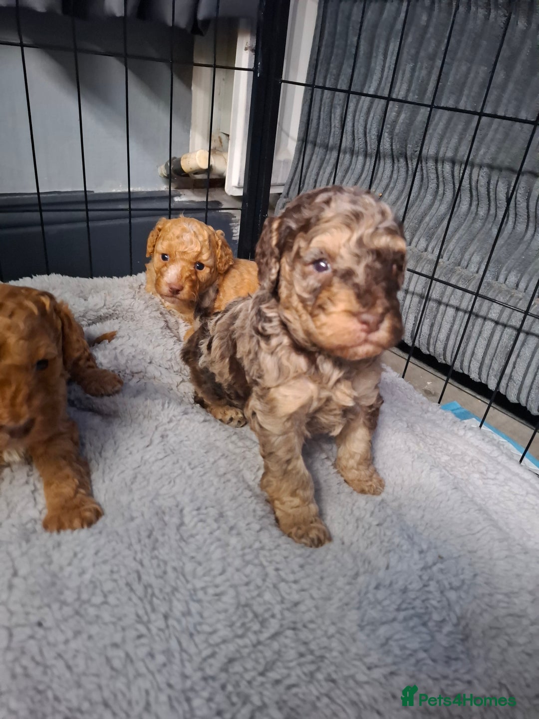Cockapoo dogs for sale: Minature cockapoo puppies - Advert 10