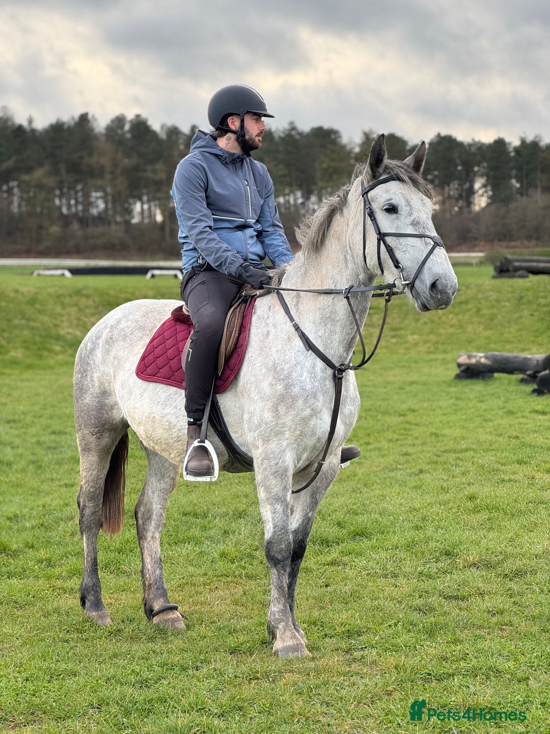 Irish Draught horses for sale: 16.3hh all round mare for sale  - Advert 15