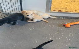 Labrador Retriever dogs for sale: Yellow and black Labrador puppies in Whitchurch - Image 13