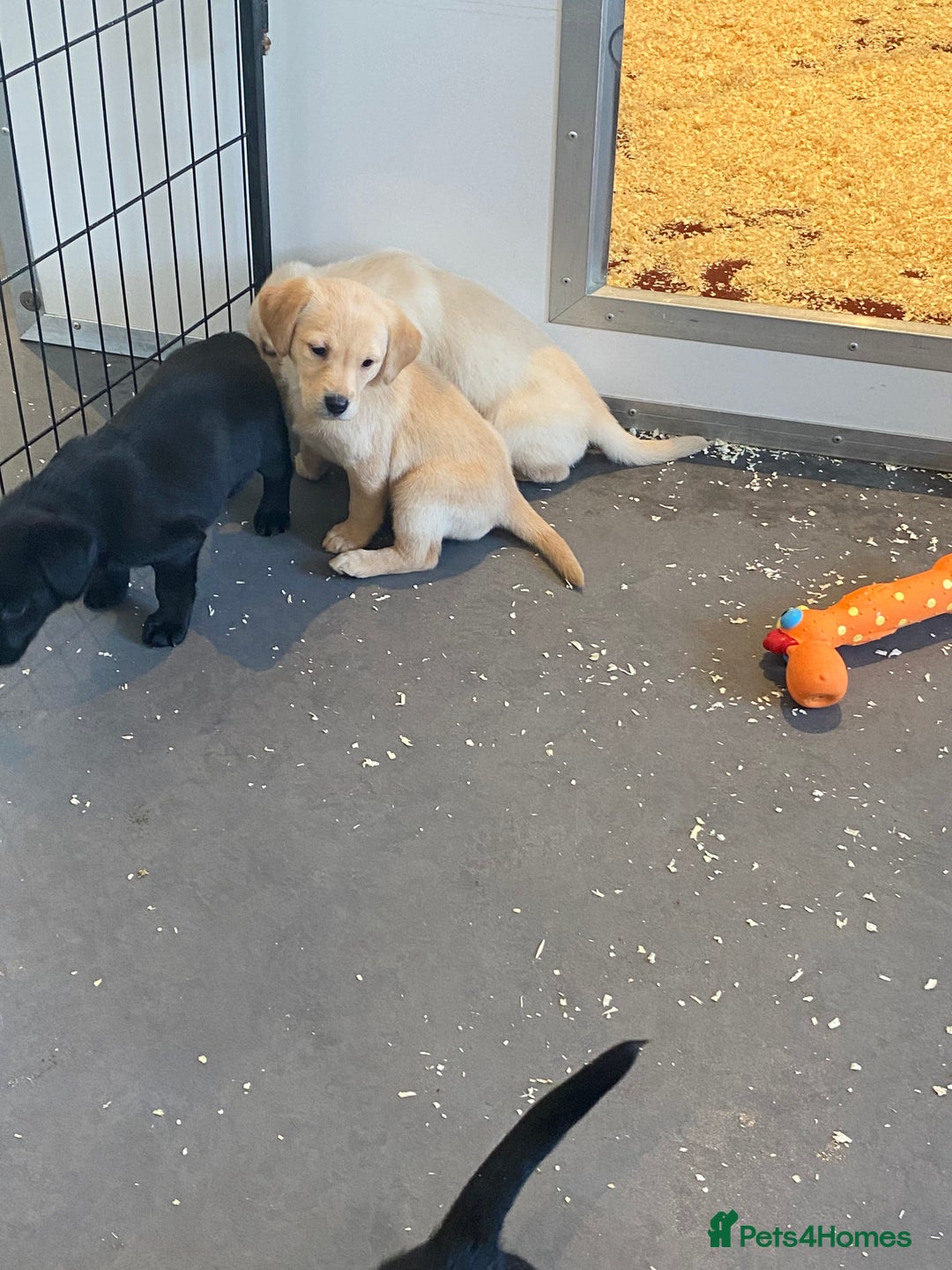 Labrador Retriever dogs for sale: Yellow and black Labrador puppies in Whitchurch - Image 13