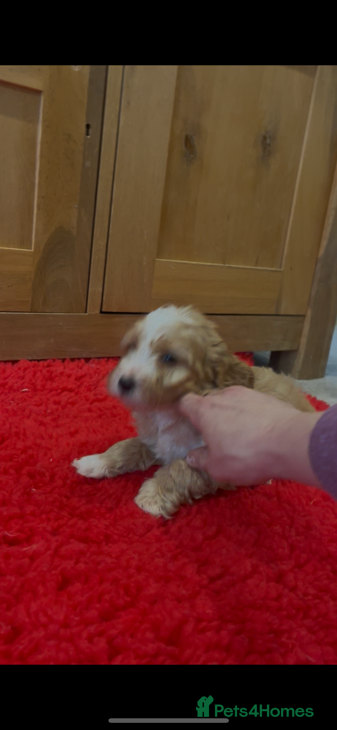 Cockapoo dogs for sale: Beautiful hereditary healthy male pups - Advert 4