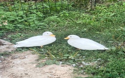 Ducks poultry for sale: Pair of white call ducks  - Image 2