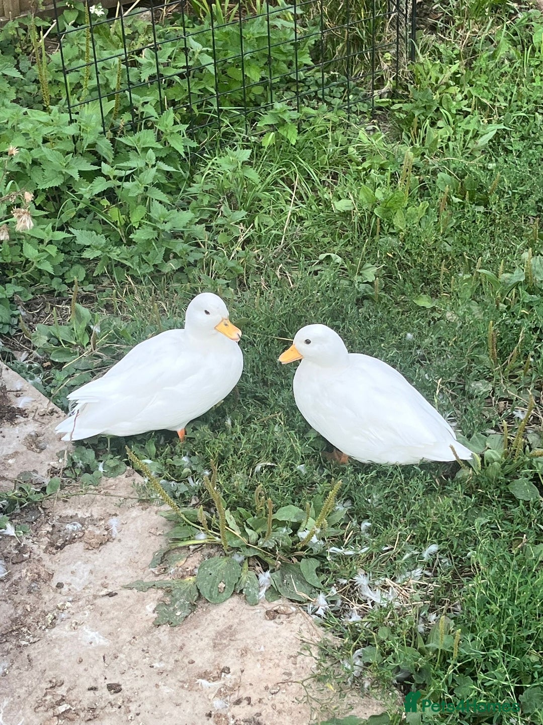 Ducks poultry for sale: Pair of white call ducks  - Image 2