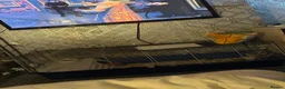 Guinea Pig rodents for sale: Mixed guinea pigs  in Sunderland - Advert 13