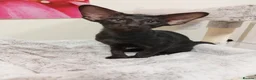Oriental cats for sale: GCCF Registered Black Oriental Girl - Advert 9