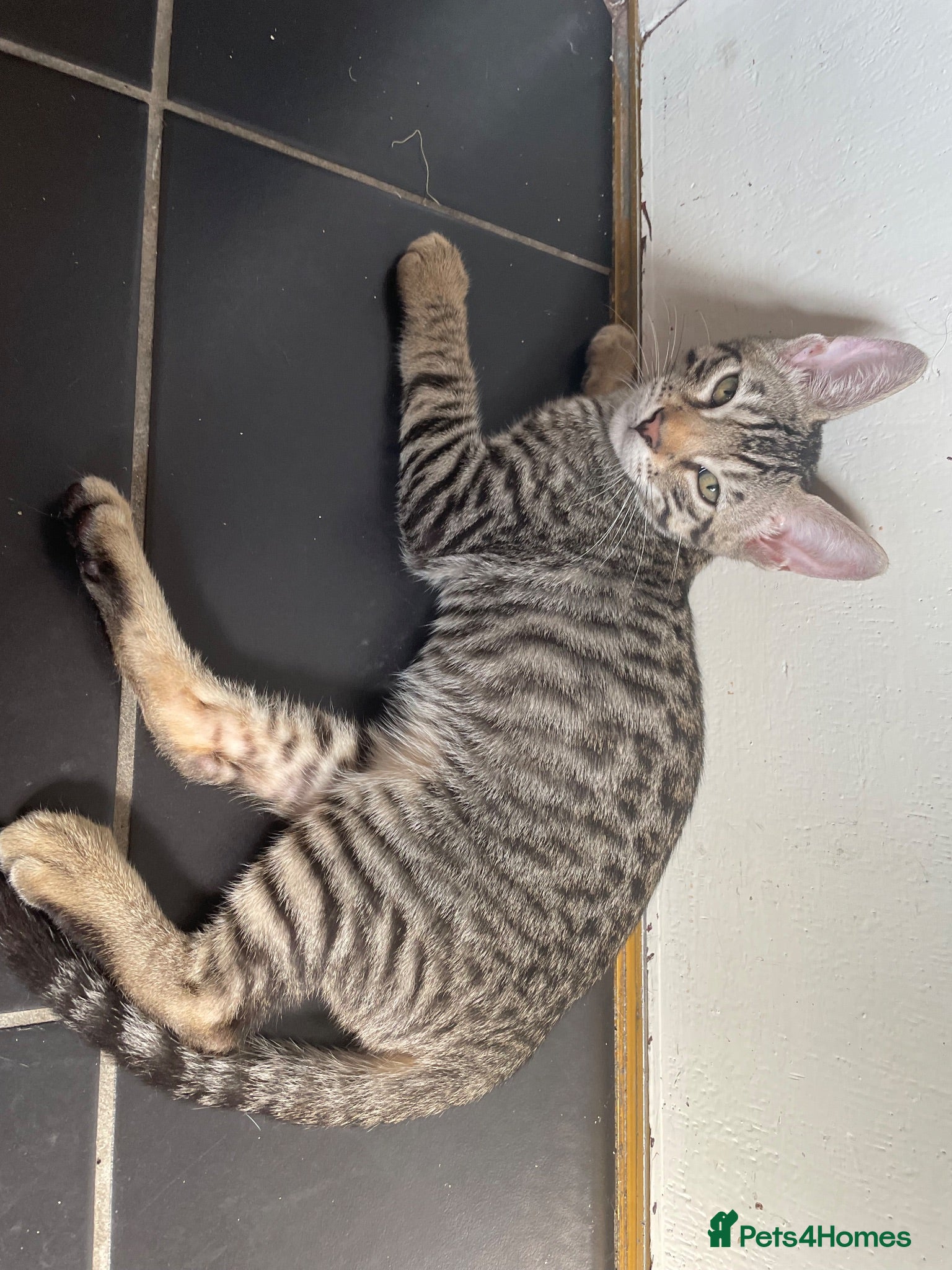 Bengal cats ♥️IAM ❤️WATCH ALL MY VIDEOS👀FOR MUMMY OR DADDY ❤️ - Advert 11