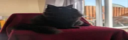 Maine Coon cats for sale: 5 mainne coon kittens  - Advert 14