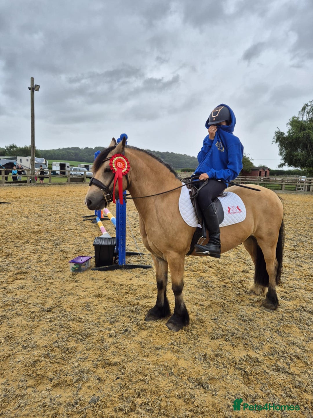 Other Breed horses for sale: DYNAMITE lovely dun gelding all rounder  - Image 4