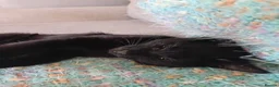 Mixed Breed cats for adoption: Sweet kittens looking for their forever homes - Advert 11