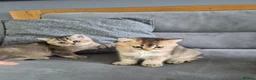 British Shorthair cats for sale: Golden British babies - Advert 18