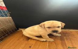 Labrador Retriever dogs for sale: Top Pedigree Labrador retriever puppies - Image 16