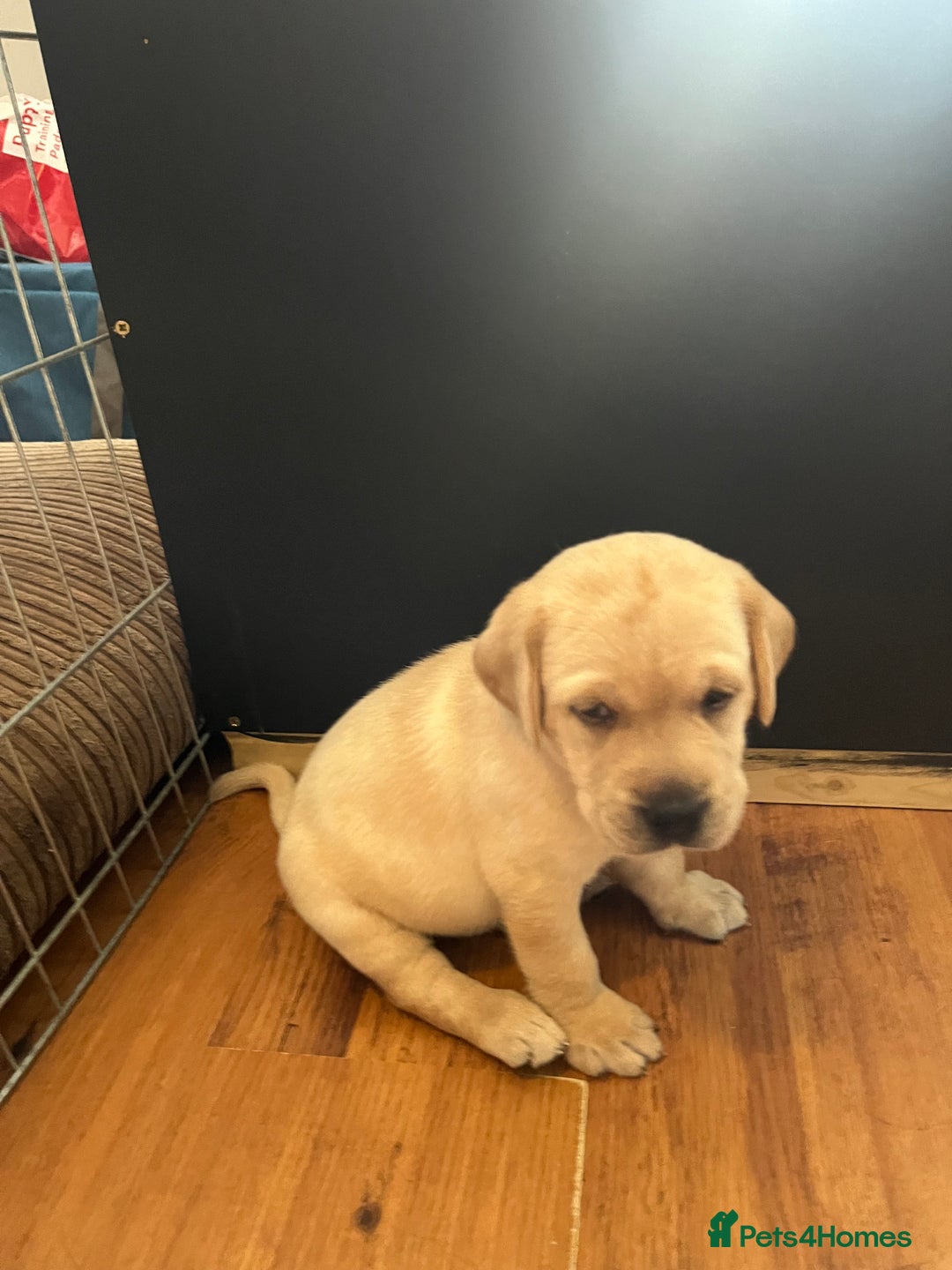 Labrador Retriever dogs for sale: Top Pedigree Labrador retriever puppies - Image 16