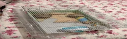 Hamster rodents for sale: Roborovski hamster  - Advert 7