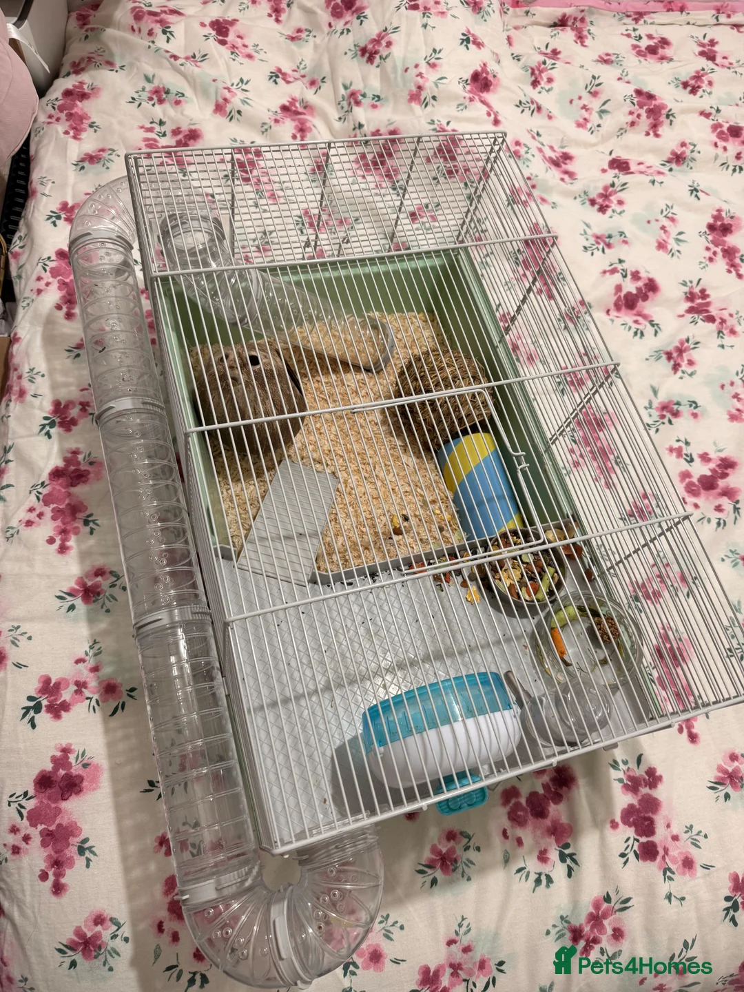 Hamster rodents for sale: Roborovski hamster  - Advert 7