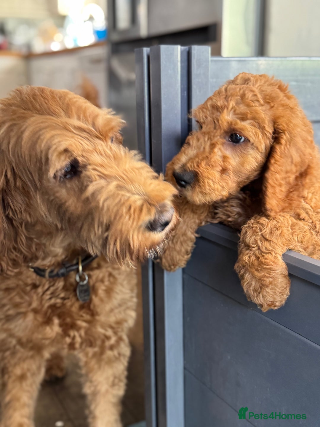 Goldendoodle dogs for sale: Double Doodle pups  - Image 16
