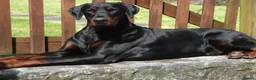Dobermann dogs for sale: Torcheney Puppies Due March 2026 - Wait List Open - Advert 2