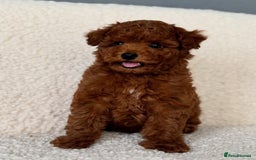 Toy Poodle dogs for sale: Purebred Toy Poodles Puppies Loving Homes! - Image 10