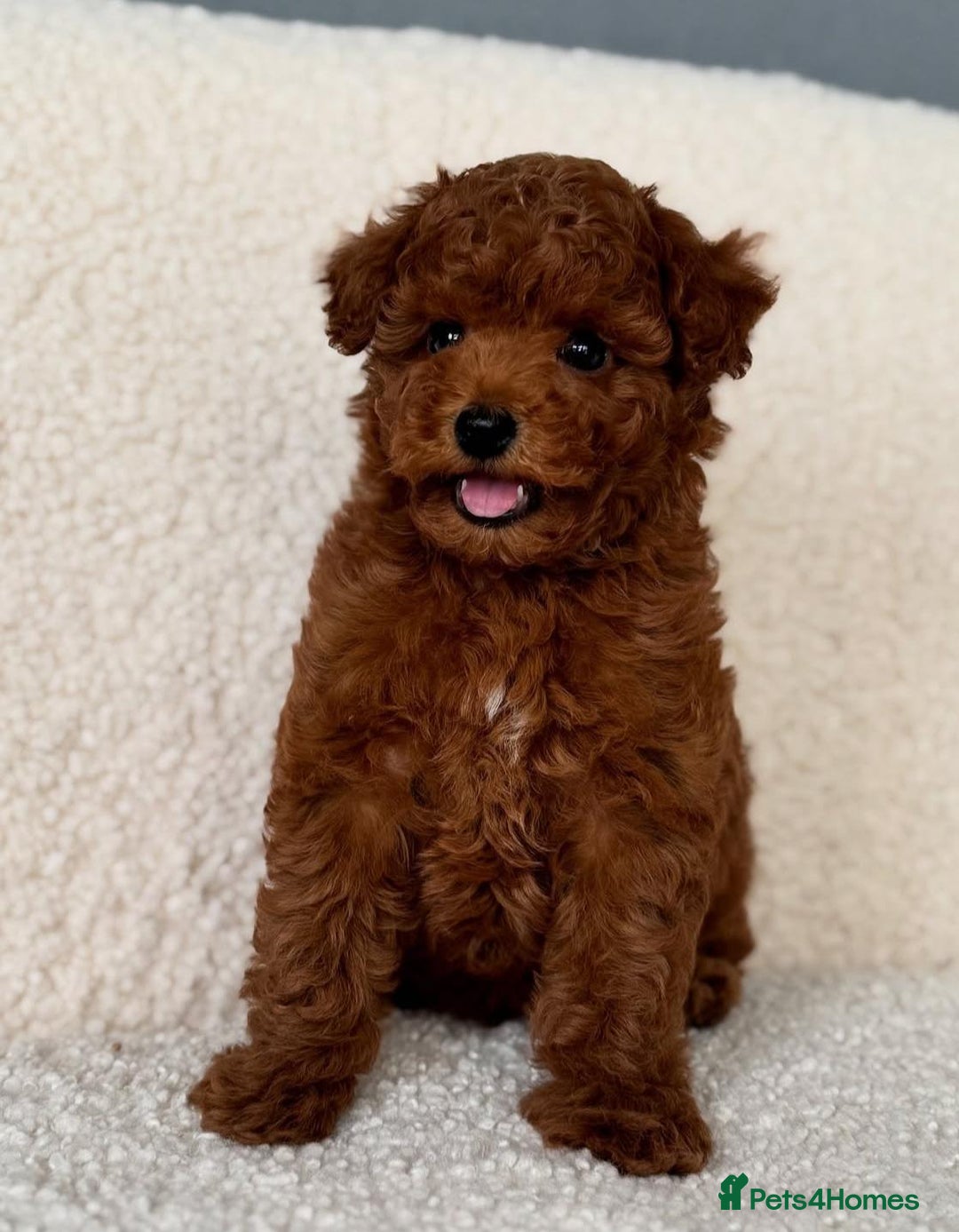 Toy Poodle dogs for sale: Purebred Toy Poodles Puppies Loving Homes! - Image 10