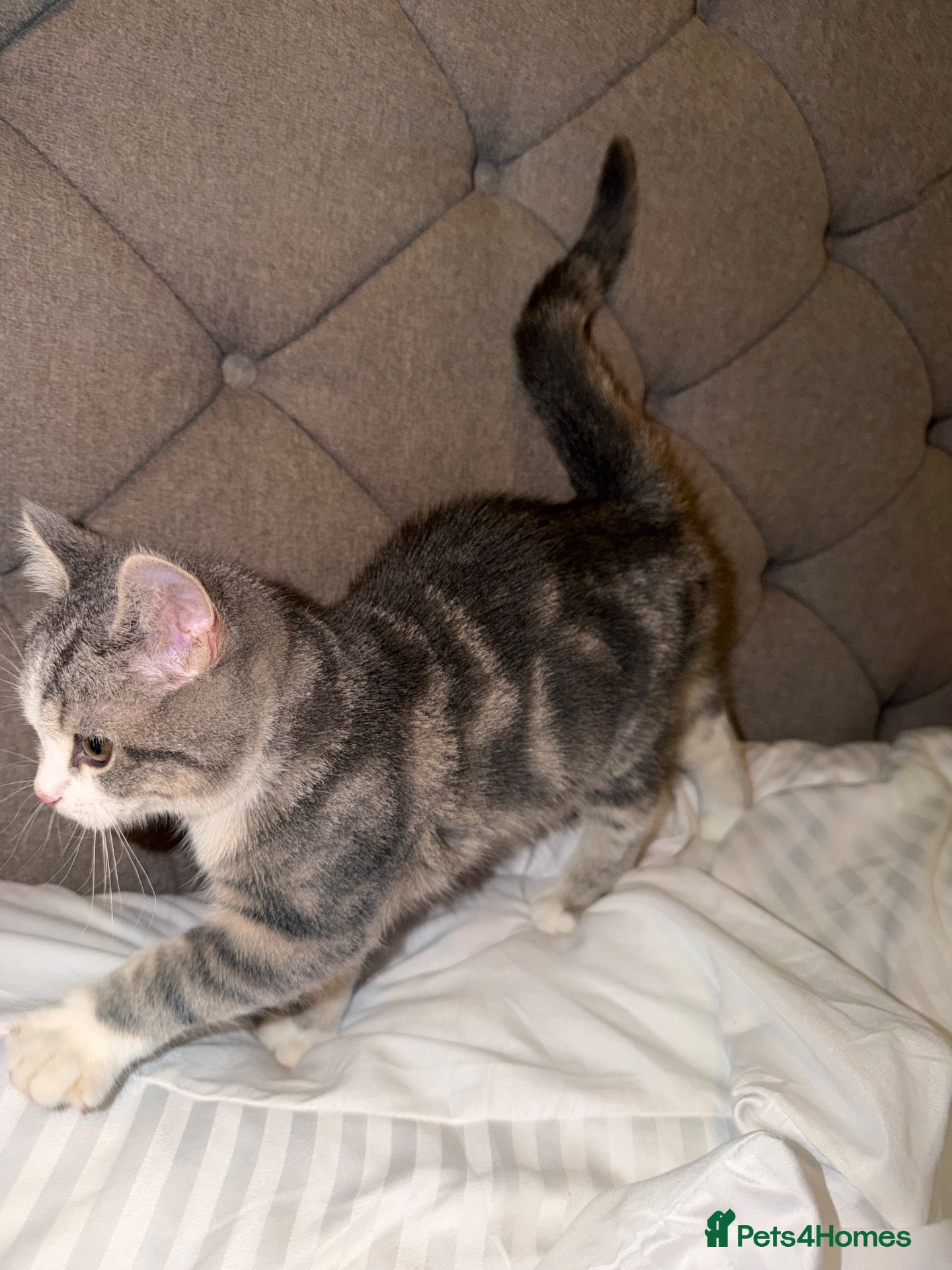 Scottish Fold cats 4 Scottish fold x Scottish straight  - Advert 4