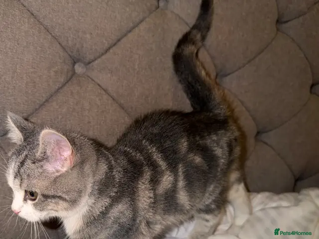 Scottish Fold cats for sale: 4 Scottish fold x Scottish straight - Advert 4
