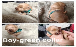 Maltipoo dogs for sale: F1B Toy Maltipoo  - Image 18