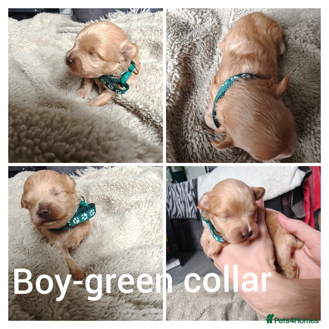 Maltipoo dogs for sale: F1B Toy Maltipoo  - Image 18