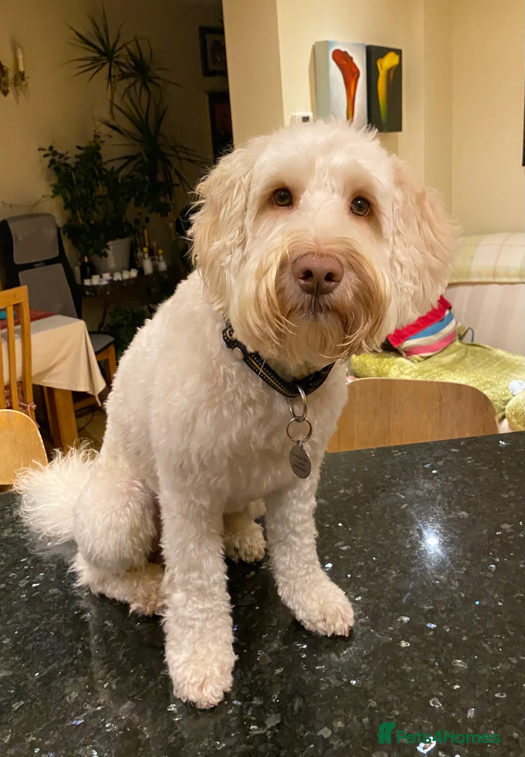 Australian Labradoodle dogs for stud: Healthy Tested Australian Labradoodle for Stud in London - Advert 2