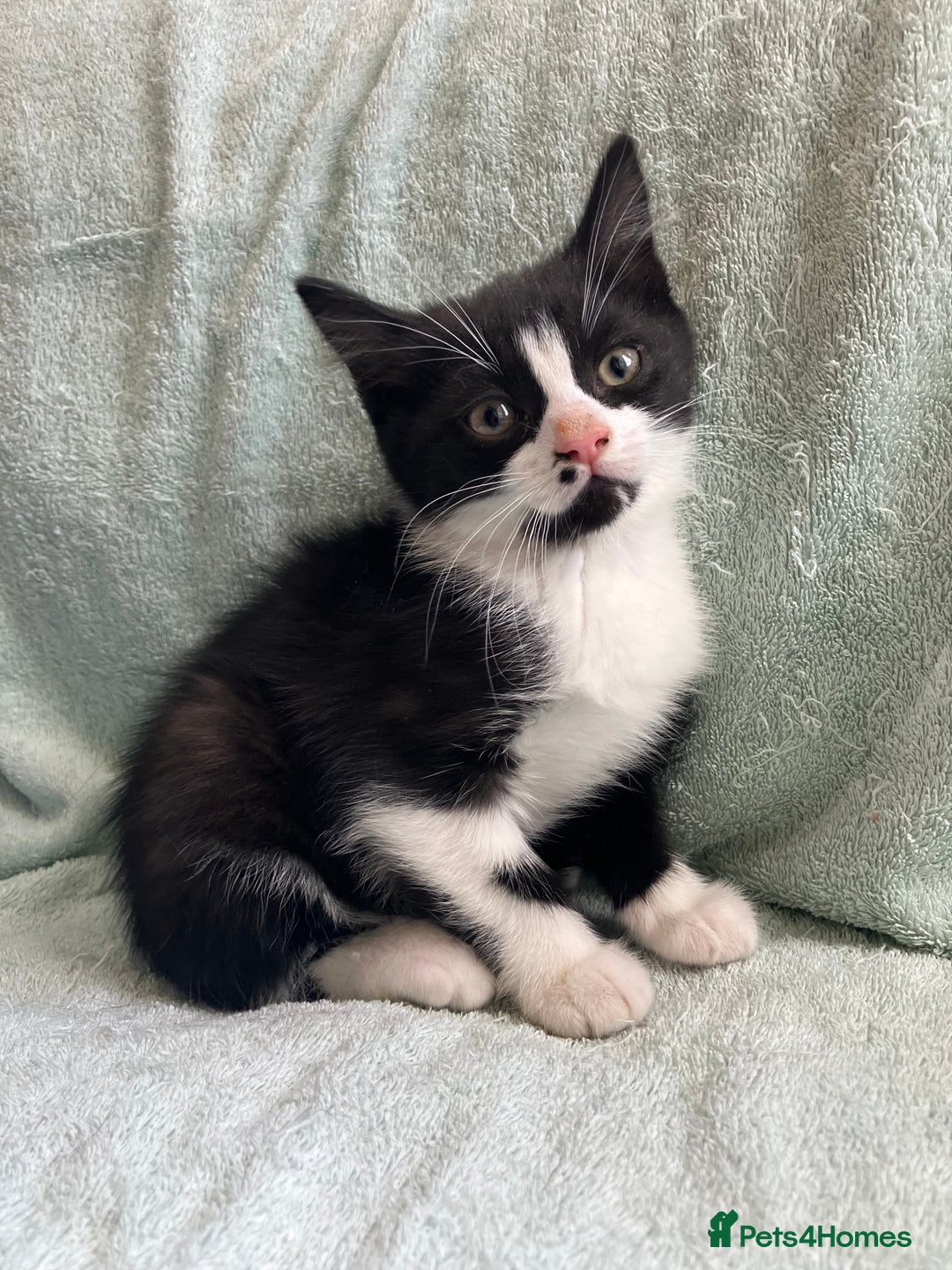 Mixed Breed cats for sale: Beautiful very fluffy kittens ready - Advert 7