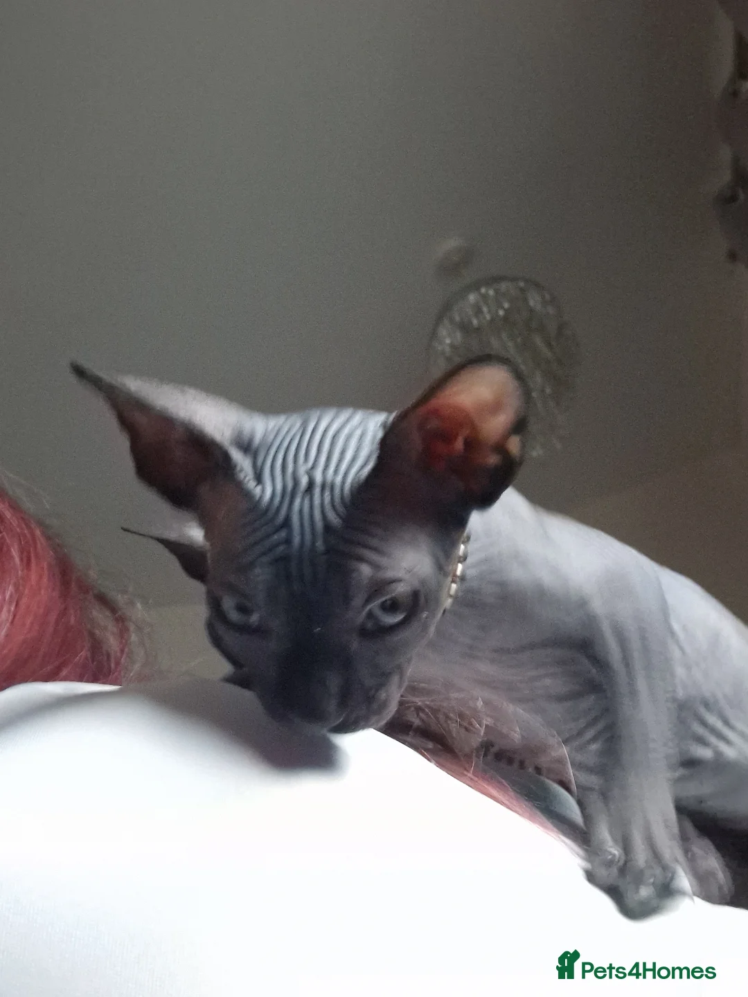 Sphynx cats for sale: Canadian Sphynx kittens - Advert 21