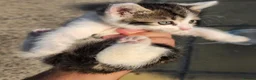 Mixed Breed cats for sale: Adorable Young Kittens Looking for Loving Homes  - Advert 3