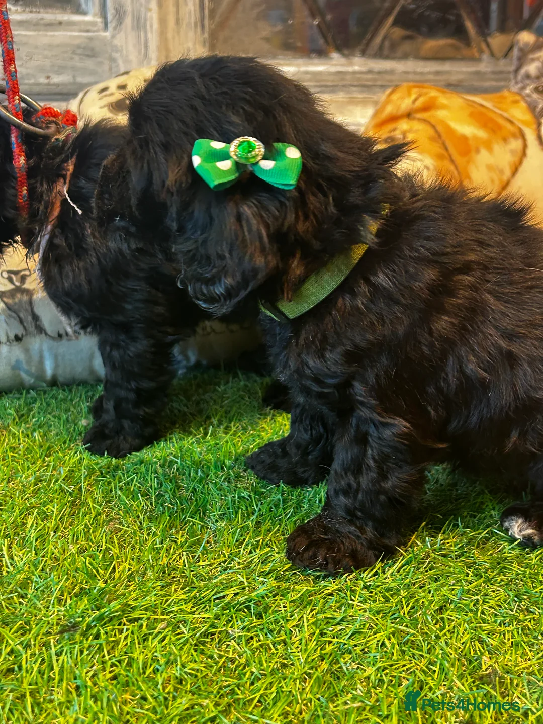 Cockapoo dogs for sale:  Northampton Cockapoos. Adorable F1 puppies - Advert 24