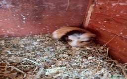 Guinea Pig rodents for sale: Swiss baby guinea-pigs  - Image 8