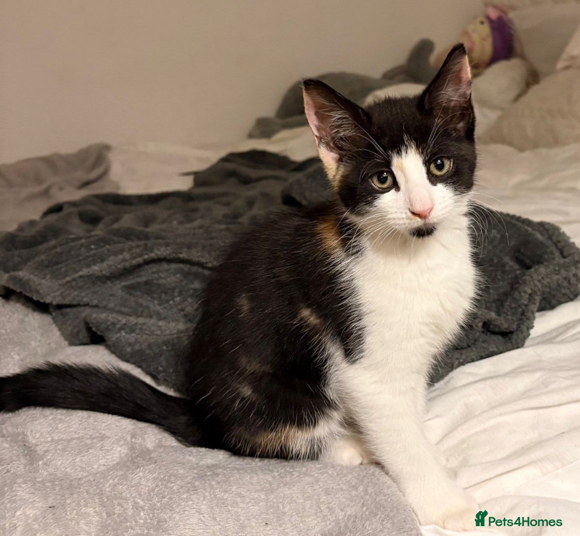 Mixed Breed cats Last female kitten - Advert 6
