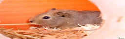 Guinea Pig rodents for sale: Single male guinea pig  - Advert 6