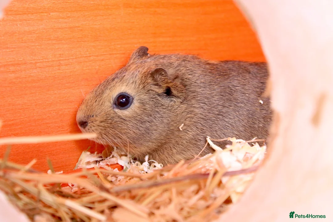 Guinea Pig rodents for sale: Single male guinea pig  - Advert 6