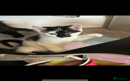 British Longhair cats for sale: Adorable male kitten still looking for a home - Image 6