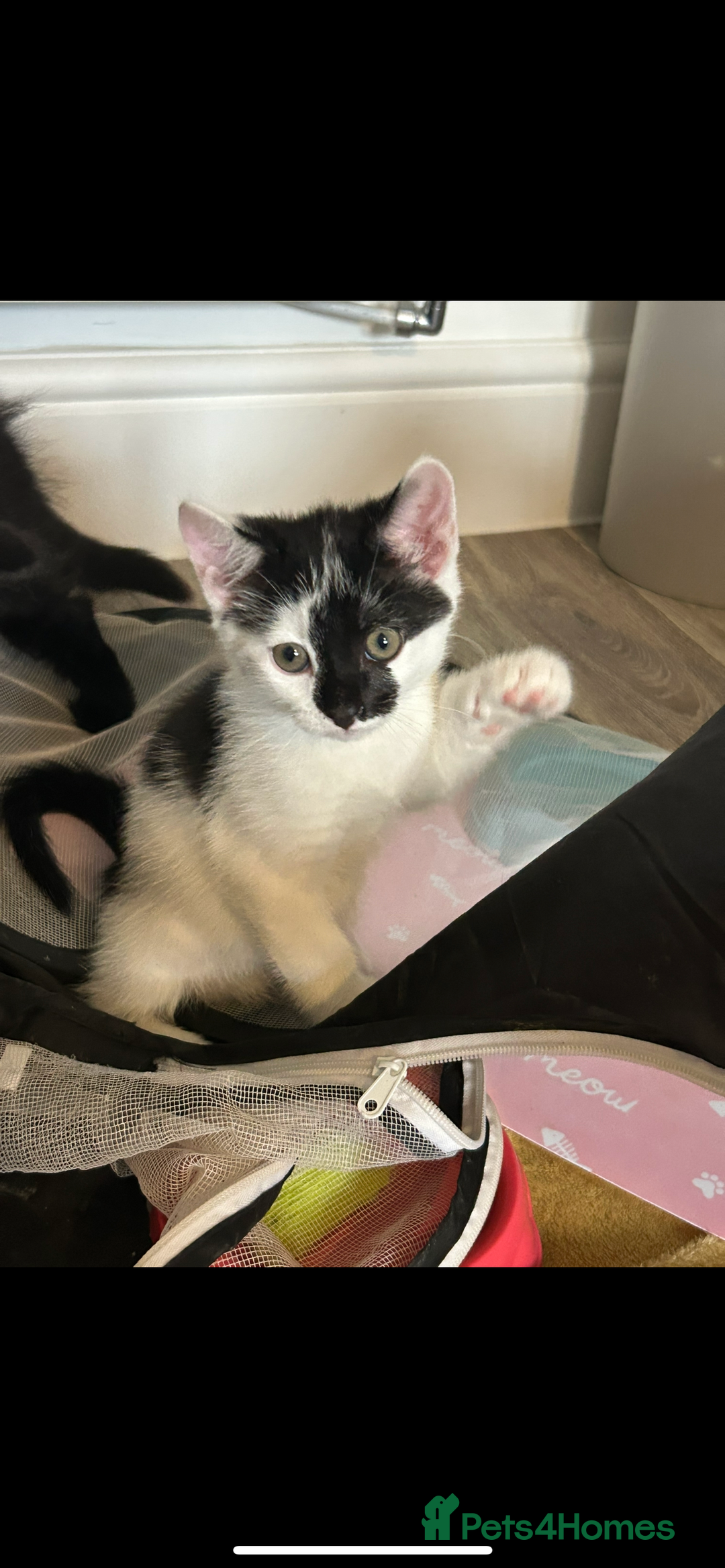 British Longhair cats for sale: Adorable male kitten still looking for a home - Image 6