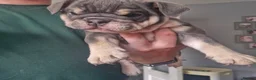 English Bulldog dogs for sale: READY TO LEAVE KC REG BLUE TRI ENGLISH BULLDOGS  - Advert 21