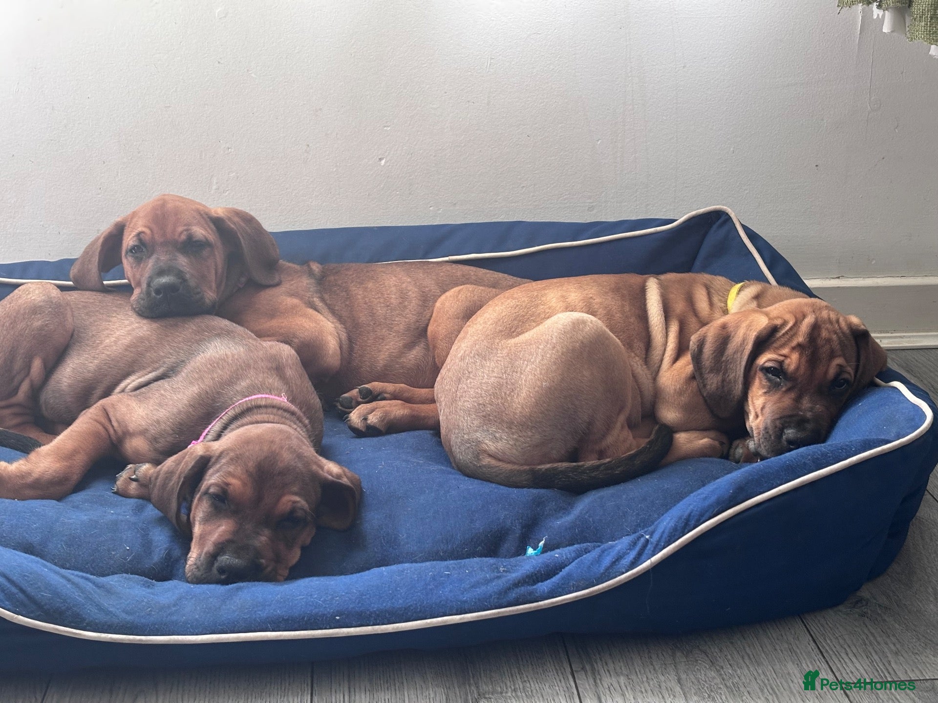 Mixed Breed dogs LAST 3 FEMALES LEFT!! Great Rottie Puppies - Advert 13