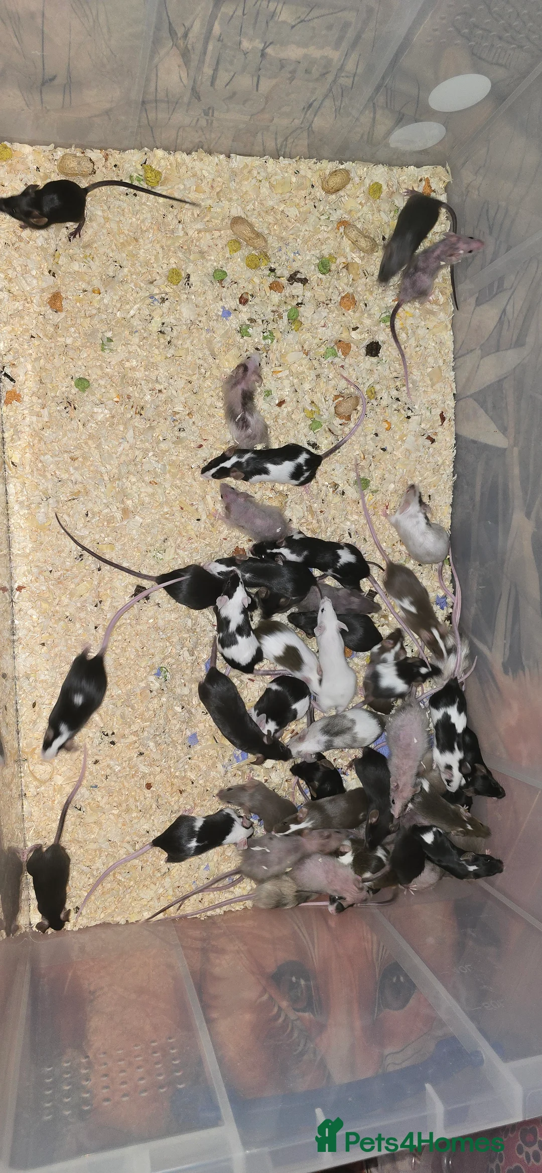 Mouse rodents for sale: Baby Fancy Mice, Mostly Females - Advert 5