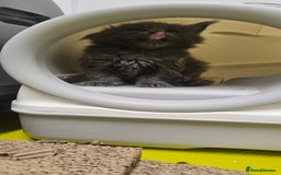 Maine Coon cats for sale: Giants TICA and GCCF Maine Coon registered  - Image 6