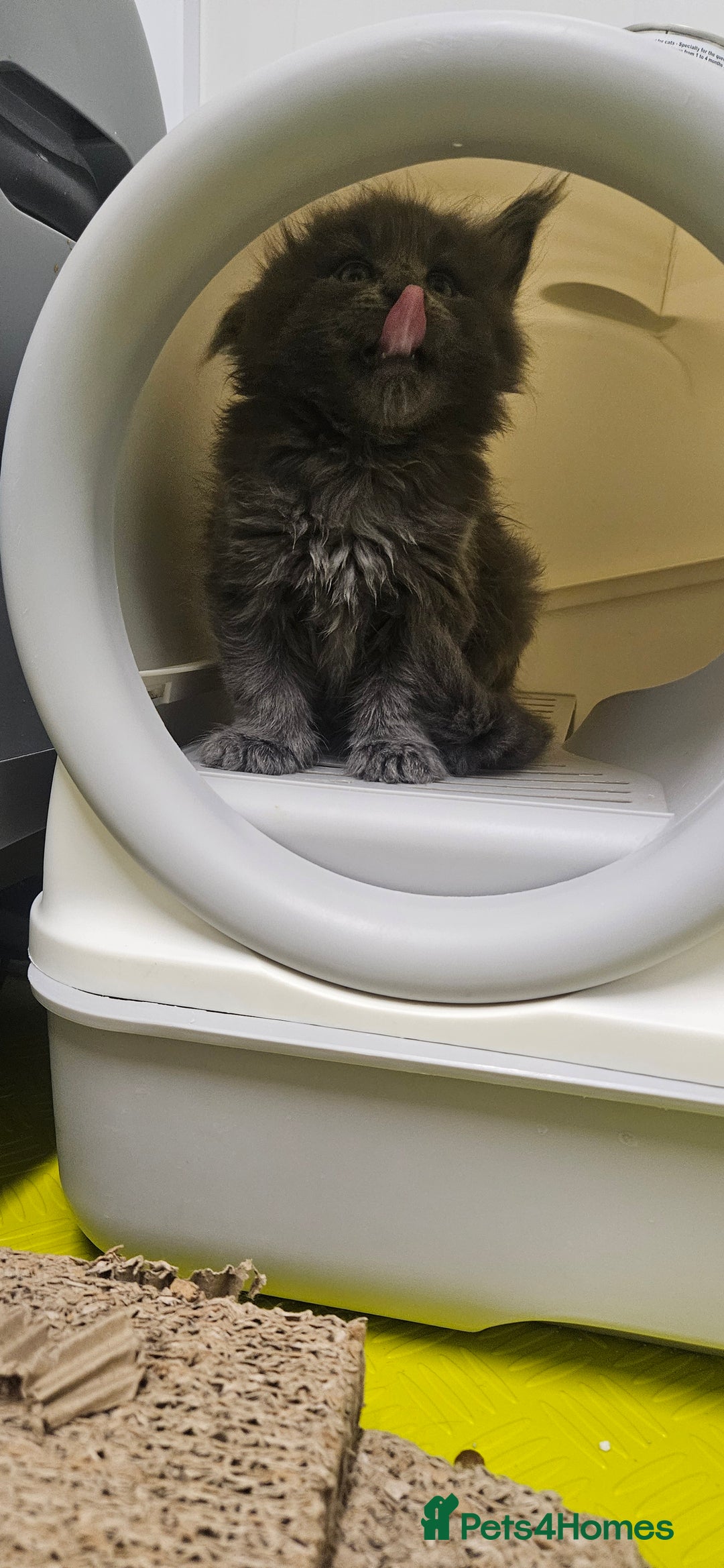 Maine Coon cats for sale: Giants TICA and GCCF Maine Coon registered  - Image 6