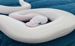 Python Snake reptiles for sale: Blue Eyed Lucy Female Python + Setup - Image 10