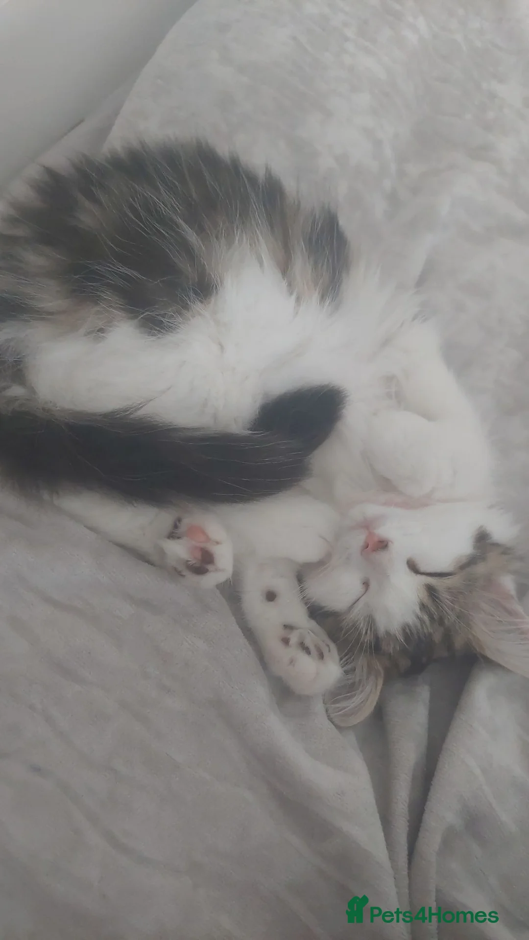 Mixed Breed cats for sale: 🐾 Adorable Kittens – Taking Reservations Now! in Wirral - Advert 2