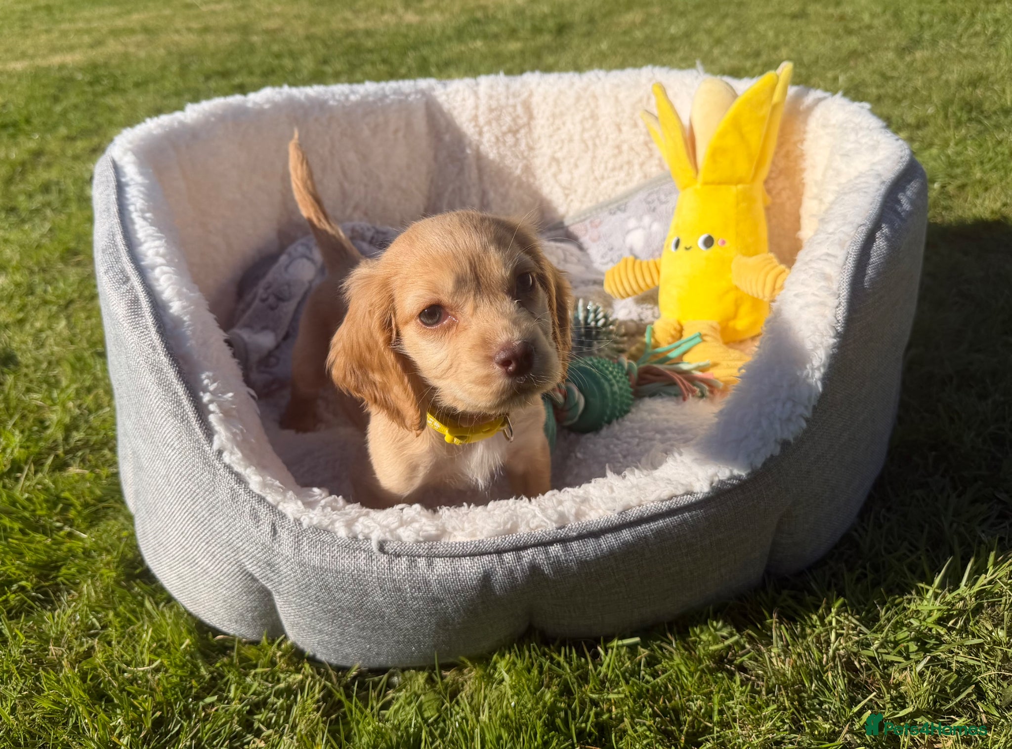 Cocker Spaniel dogs 1 BOY LEFT Lemon And Red Cocker Spaniel Pups - Advert 14